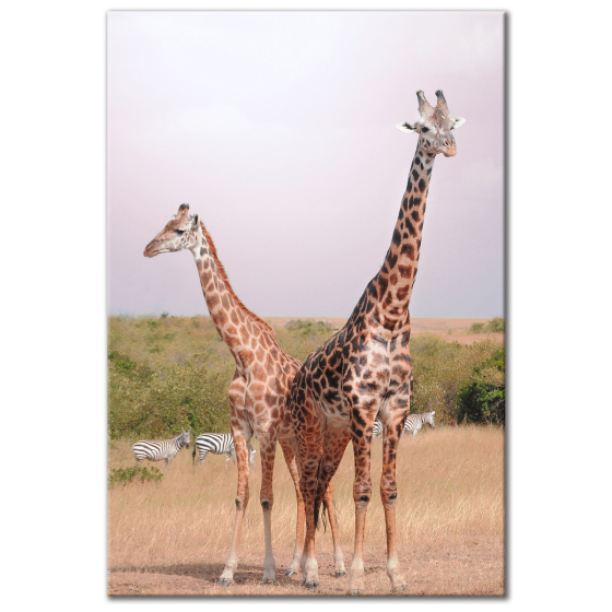 Animal Giraffes Cute Two