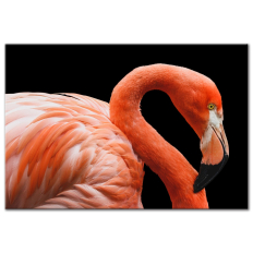 Flamingo - Wall Art