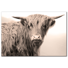 Highland Cow - Wall Art