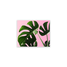 Monstera Palm - Horizontal Wall Art - 8 x 10 Unframed