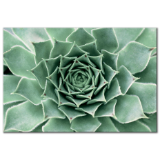 Succulent Wall Art