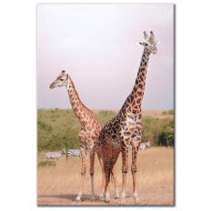 Two Giraffes - Vertical Wall Art