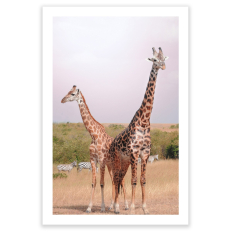 Two Giraffes - Vertical Wall Art - 24 x 36 Unframed