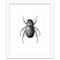Beetle Illustration - Wall Art