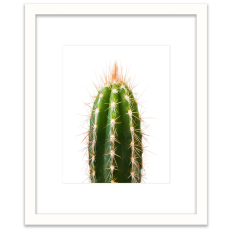 Spiky Cactus - Wall Art