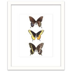 Three Butterflies - Wall Art