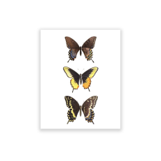 Three Butterflies - 8 x 10 Unframed