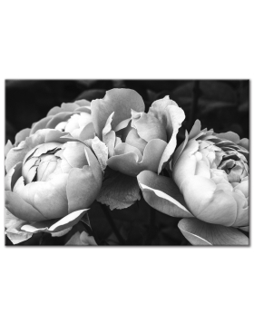 Black & White Peonies - Wall Art