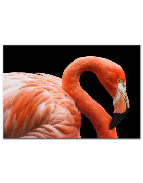 Flamingo - Wall Art
