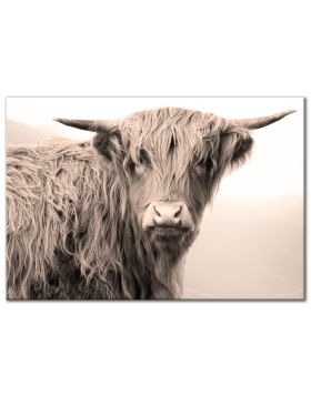 Highland Cow - Wall Art