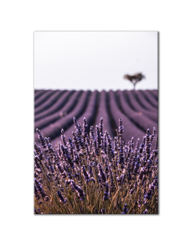 Lavender Field - Vertical Wall Art
