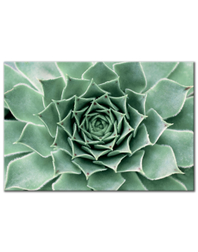 Succulent Wall Art