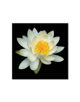Water Lily - Square Wall Art
