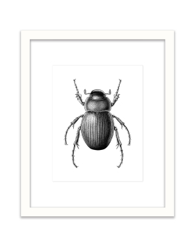 Beetle Illustration - Wall Art