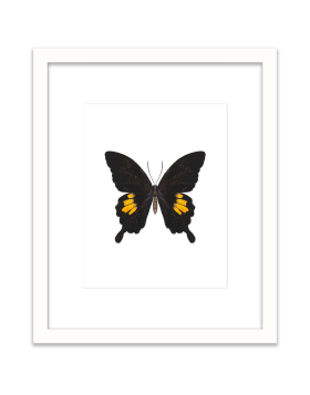 Black Butterfly - Wall Art