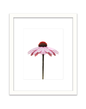 Gerber Daisy - Wall Art
