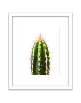 Spiky Cactus - Wall Art