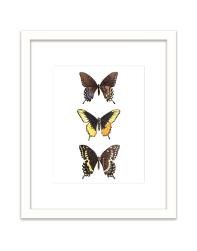 Three Butterflies - Wall Art